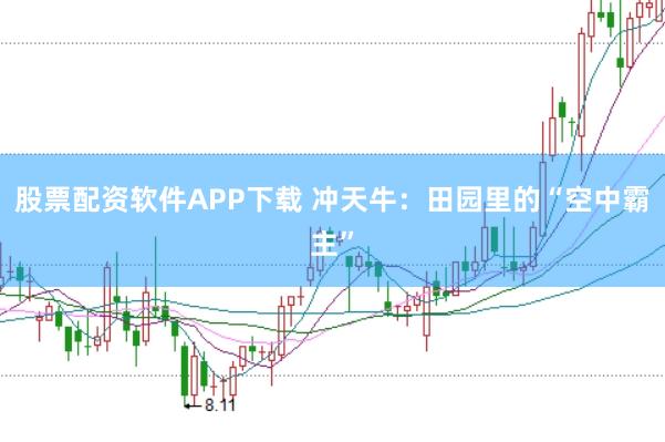股票配资软件APP下载 冲天牛:田园里的“空中霸主”